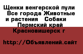 Щенки венгерской пули - Все города Животные и растения » Собаки   . Пермский край,Красновишерск г.